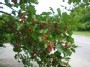 Noksta šilkmedžio (Morus) vaisiai - Ripening mulberry (Morus fruit)
