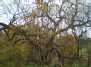 Senas gluosnis - Old Salix sp. tree