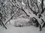 Sniegas ant  rūgščiojo žagrenio (Rhus typhina) šakų