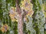Kerpės ir samanos 2 (Lichens and mosses)