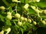 Liepų vaisiai (Tilia fruits)