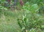 Tamsialapis skiautalūpis (Epipactis atrorubens)