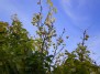Plunksnalapio lekėčiaus vaisiai -Staphylea pinnata fruits