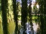 Svyruoklinio gluosnio šakos  - Salix babylonica branches