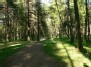 Antakalnio forest