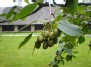 Noksta alksnio vaisiai -Alder fruit ripening
