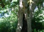 Senelis... (Quercus robur)