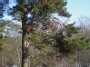 Paprastoji pušis - Pinus sylvestris