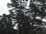 Paprastoji pušis (Pinus sylvestris) ūkanotą dieną