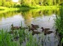 Fauna of the river Neris (22 Jun, 2010)