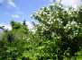 Jazminų (Philadelphus) fiesta