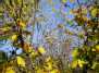 Žydi hamamelis (Hamamelis flowers)