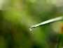 When Dew collects on blades of grass in the early morning