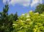 Sambucus nigra `Aurea`