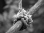 Swing rope