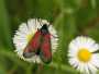 A moth