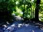 A path in the shade of a tree