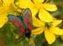 A moth