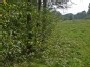 Pamiškė