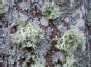 Kerpės  (Lichens ) 1