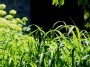 Wild Garden