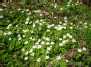 Baltažiedė plukė (Anemone nemorosa)
