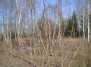 Pavasaris: ateinu! - The spring: I am coming! (2)