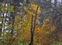 In forest