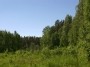 Plynė