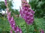 Paprastoji rusmenė (Digitalis purpurea)
