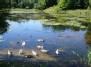 Jeruzalės ežeras - gulbiukų pietūs