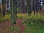 In forest