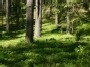 Miške