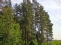 Pamiškė