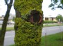 "Vienaakis" - One "eye"