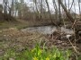Paprastoji vištapienė  (Gagea lutea) Riešės pakrantėje