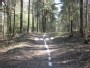 Antakalnis forest, Vilnius, Lithuania.