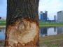 Beaver