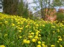 Sušvito paprastoji kiaulpienė vidury dienos... (Taraxacum officinale)