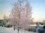 Beautiful trees in winter, Pilaite, Vilnius, Lithuania