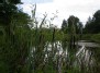 Laukiniai augalai 	  (Wild plants )