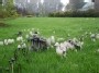 Grybų karalystė - Mushroom kingdom (4) - (Coprinus comatus)