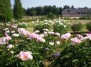 Birželio saulėje - bijūnų (Paeonia) švytėjimas