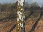 Birch, Berzas, Brzoza