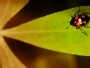Entomology