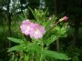 Plaukuotoji ožkarožė - Epilobium hirsutum