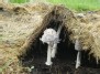 Grybų karalystė: "Jėga" - Mushroom kingdom: "Power"  (1) - (Coprinus comatus)