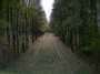 Tree alley
