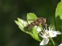 Hoverfly