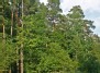 Proskyna